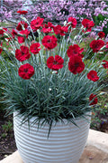  Cherry Pie Dianthus (Carnations) - 6 Pack Of 1 Gallon Pots