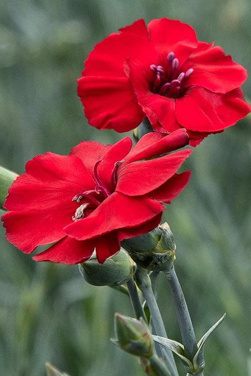  Cherry Pie Dianthus (Carnations) - 6 Pack Of 1 Gallon Pots