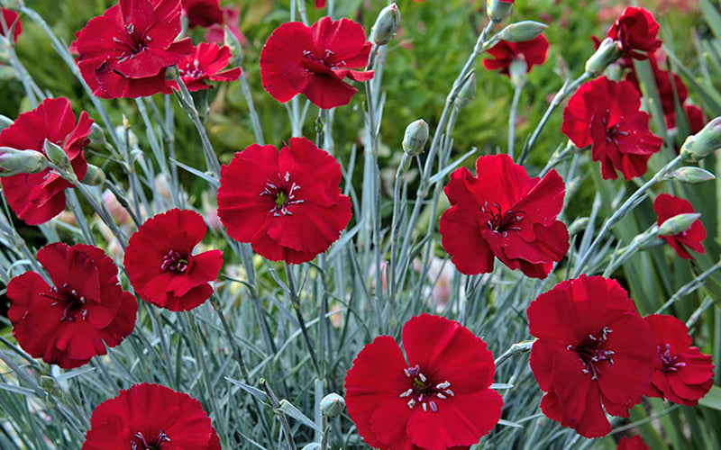  Cherry Pie Dianthus (Carnations) - 6 Pack Of 1 Gallon Pots
