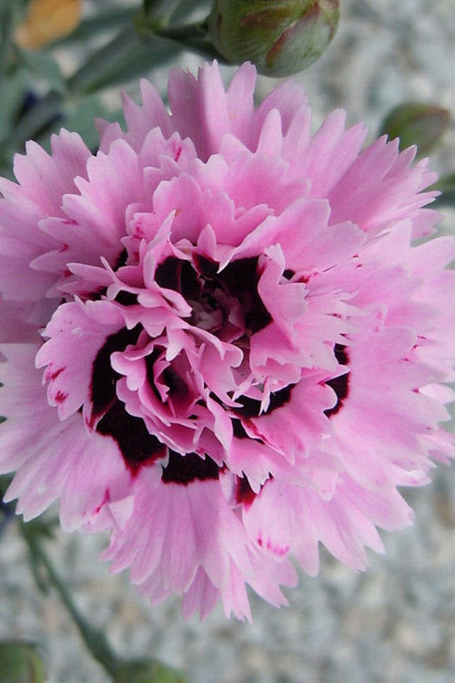  Early Bird Fizzy Dianthus - 5 Pack Of Quart Pots