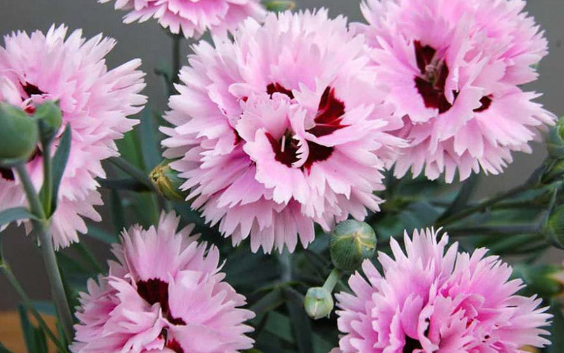  Early Bird Fizzy Dianthus - 5 Pack Of Quart Pots