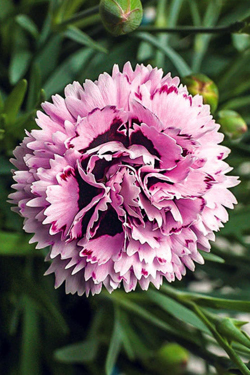  Early Bird Fizzy Dianthus - 5 Pack Of Quart Pots
