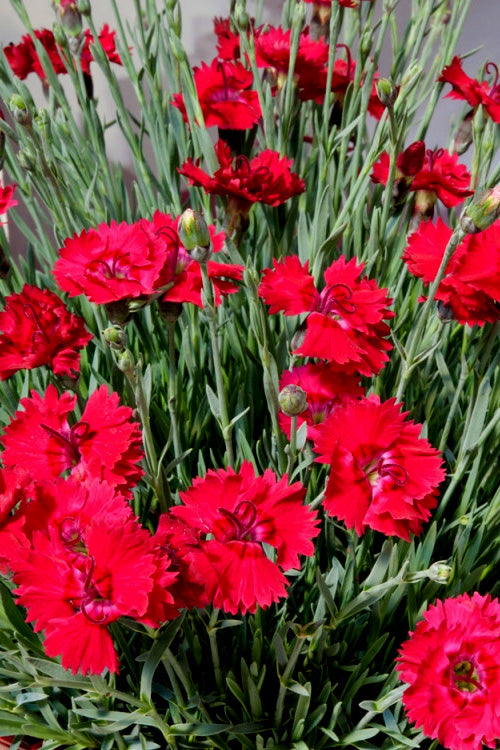  Fire Star Dianthus (Carnation) - 5 Pack Of Quart Pots