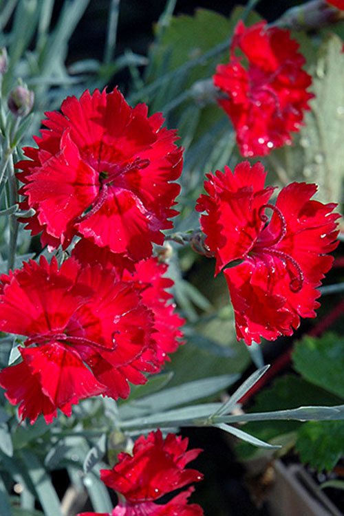  Fire Star Dianthus (Carnation) - 5 Pack Of Quart Pots