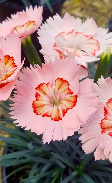  Georgia Peach Pie Dianthus - 1 Gallon Pot
