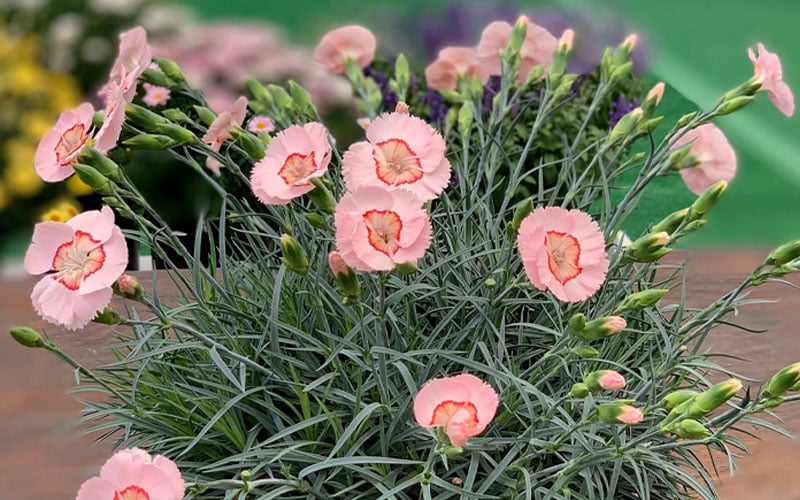  Georgia Peach Pie Dianthus - 1 Gallon Pot