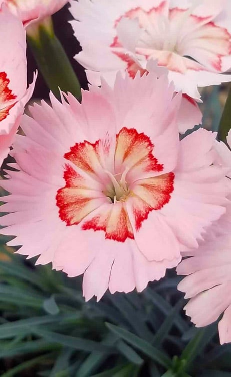  Georgia Peach Pie Dianthus - 1 Gallon Pot