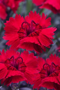  Red Beauty Dianthus (Carnation) - 5 Pack Of Quart Pots