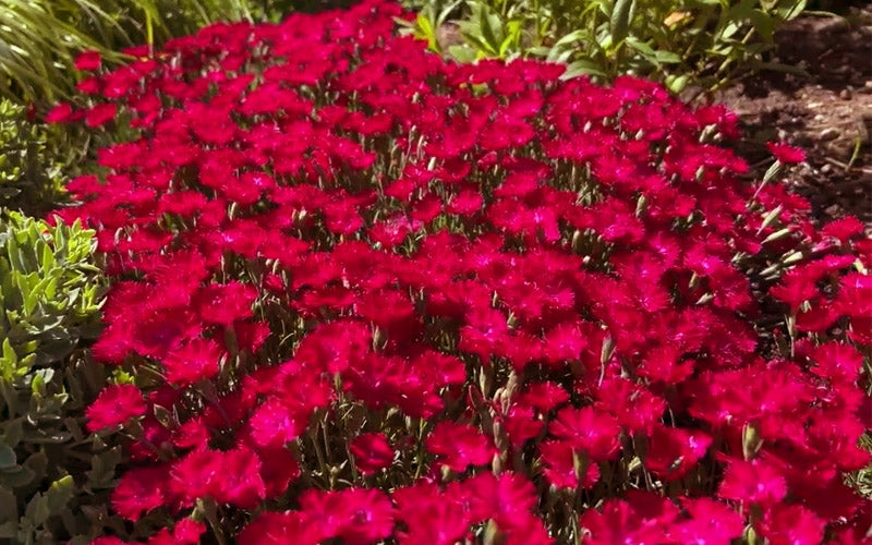  Red Beauty Dianthus (Carnation) - 12 Pack Of Quart Pots