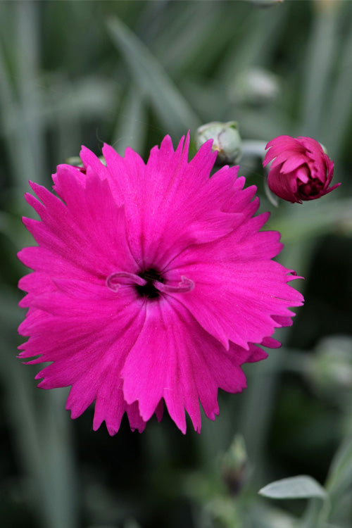  Neon Star Dianthus (Carnation) - 10 Pack Of Quart Pots