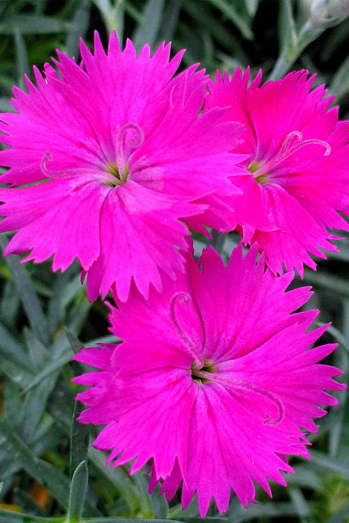  Neon Star Dianthus (Carnation) - 10 Pack Of Quart Pots
