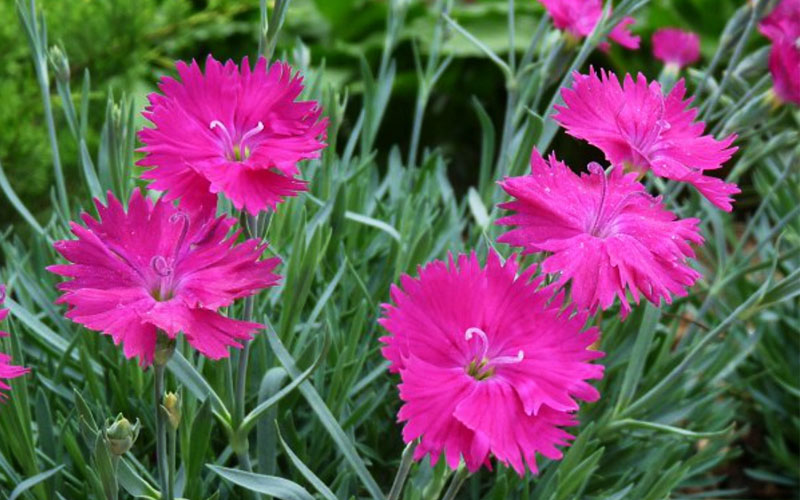  Neon Star Dianthus (Carnation) - 5 Pack Of Quart Pots