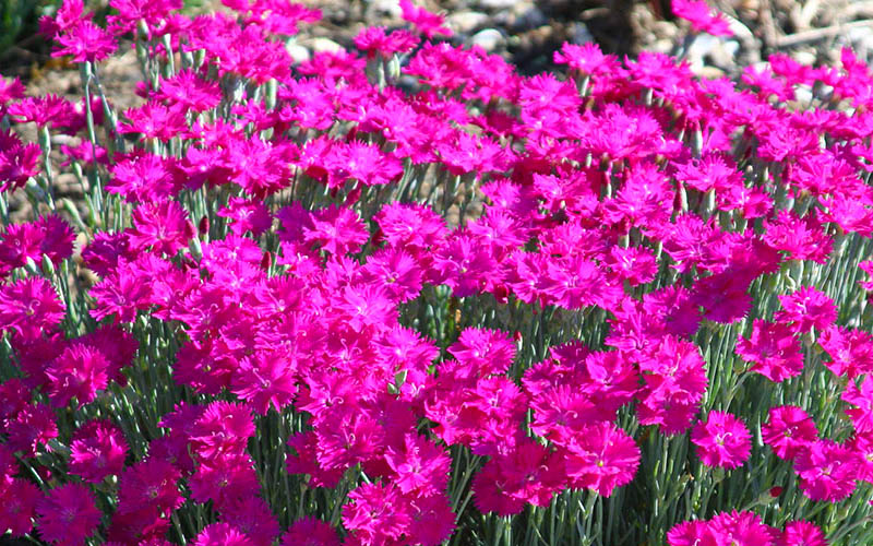  Neon Star Dianthus (Carnation) - 10 Pack Of Quart Pots