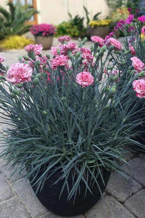 Pinball Wizard Dianthus - 6-Pack Of 1 Gallon Pots