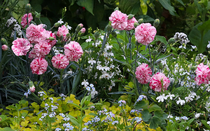  Pinball Wizard Dianthus - 6-Pack Of 1 Gallon Pots