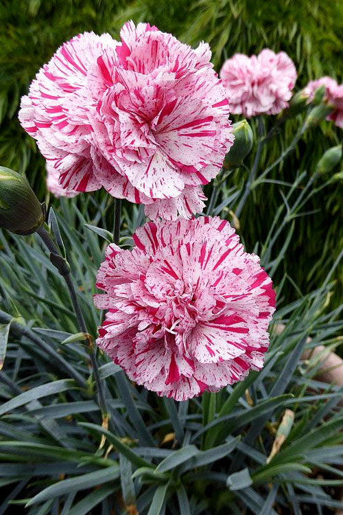  Pinball Wizard Dianthus - 6-Pack Of 1 Gallon Pots