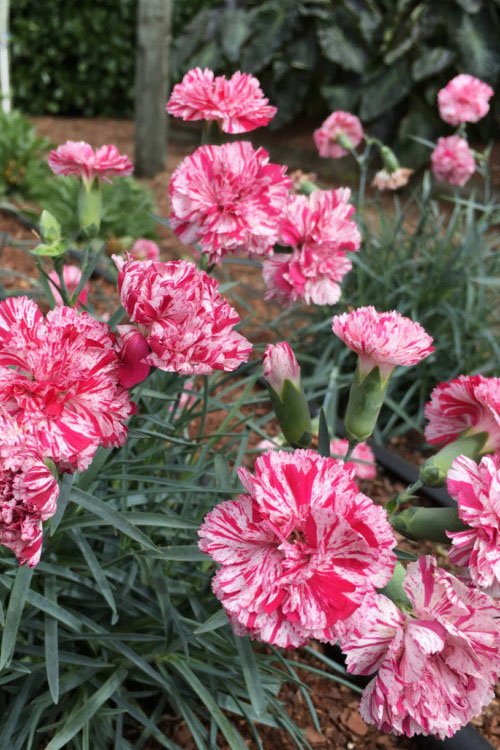  Pinball Wizard Dianthus - 6-Pack Of 1 Gallon Pots