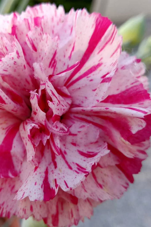  Pinball Wizard Dianthus - 6-Pack Of 1 Gallon Pots