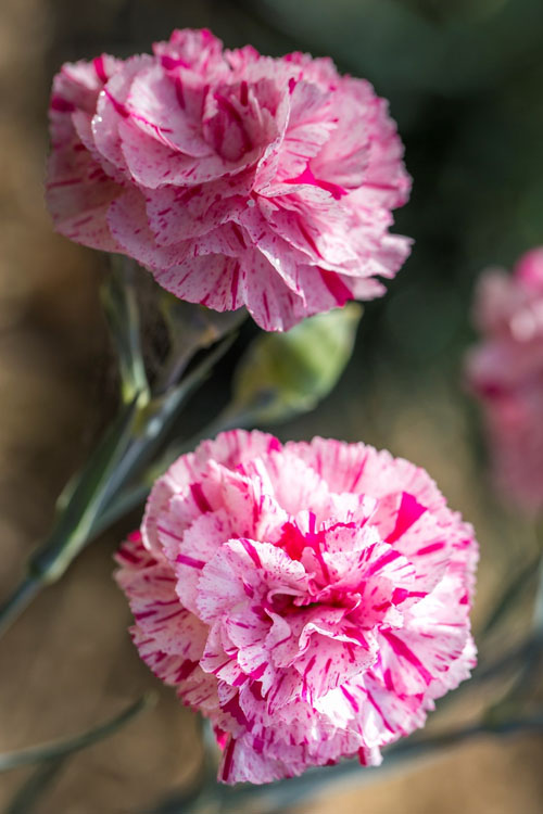  Pinball Wizard Dianthus - 6-Pack Of 1 Gallon Pots