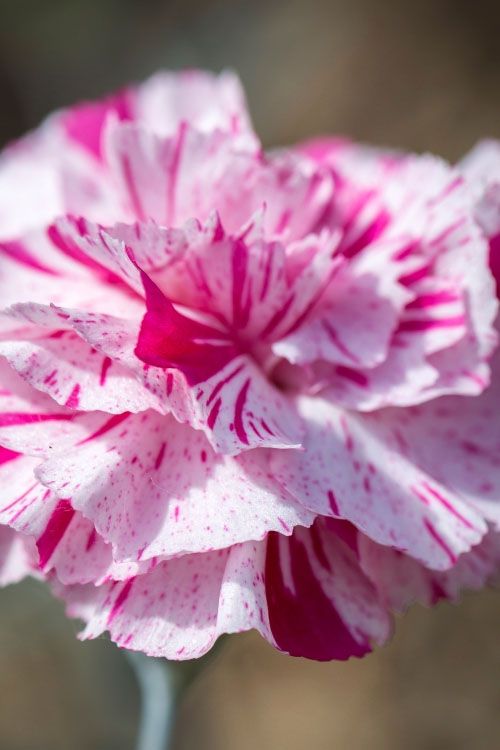  Pinball Wizard Dianthus - 6-Pack Of 1 Gallon Pots