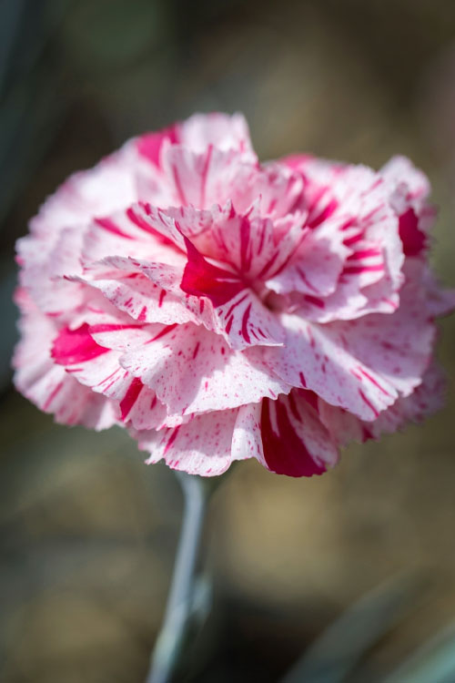  Pinball Wizard Dianthus - 6-Pack Of 1 Gallon Pots