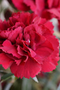  Super Trouper Velvet Red Dianthus (Carnation) - 5 Pack Of Quart Pots
