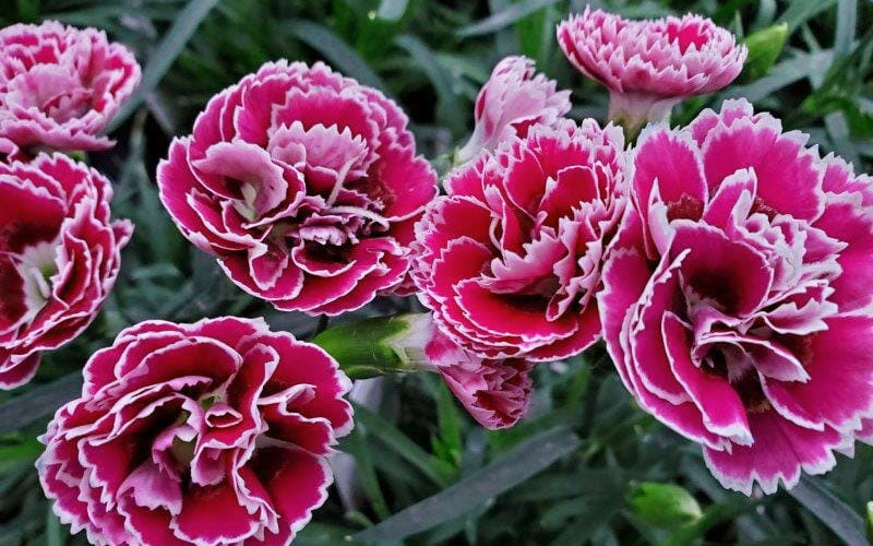  Super Trouper Magenta White Dianthus (Carnation) - 5 Pack Of Quart Pots