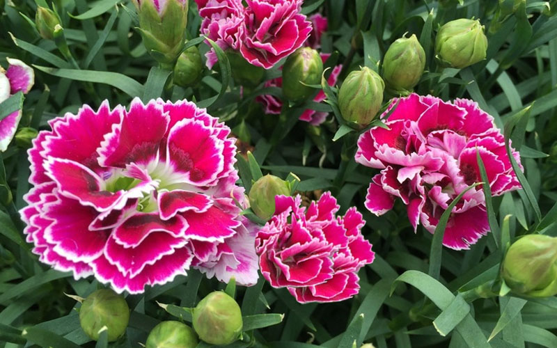  Super Trouper Magenta White Dianthus (Carnation) - 5 Pack Of Quart Pots