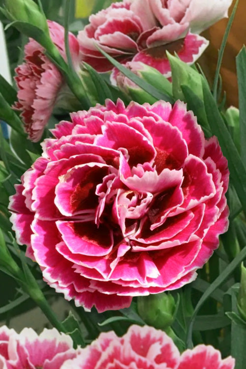  Super Trouper Magenta White Dianthus (Carnation) - 5 Pack Of Quart Pots