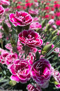  Super Trouper Magenta White Dianthus (Carnation) - 5 Pack Of Quart Pots