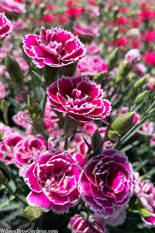  Super Trouper Magenta White Dianthus (Carnation) - 5 Pack Of Quart Pots