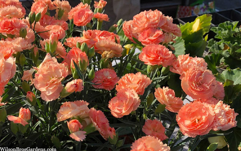  Super Trouper Orange Dianthus (Carnation) - 5 Pack Of Quart Pots