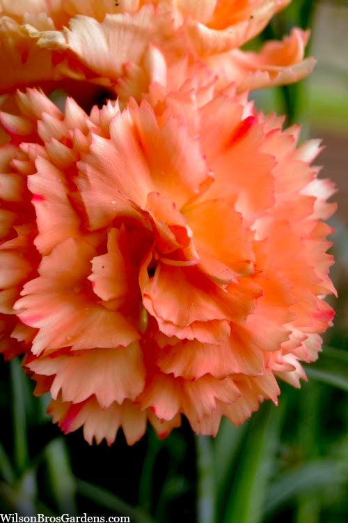  Super Trouper Orange Dianthus (Carnation) - 10 Pack Of Quart Pots