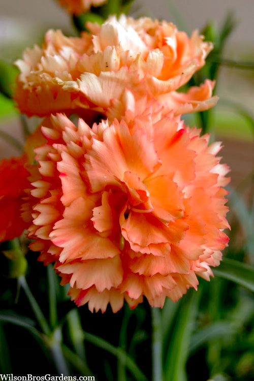  Super Trouper Orange Dianthus (Carnation) - 5 Pack Of Quart Pots