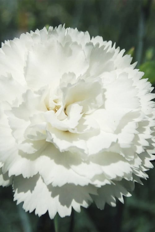  Super Trouper White Dianthus - 5 Pack Of Quart Pots