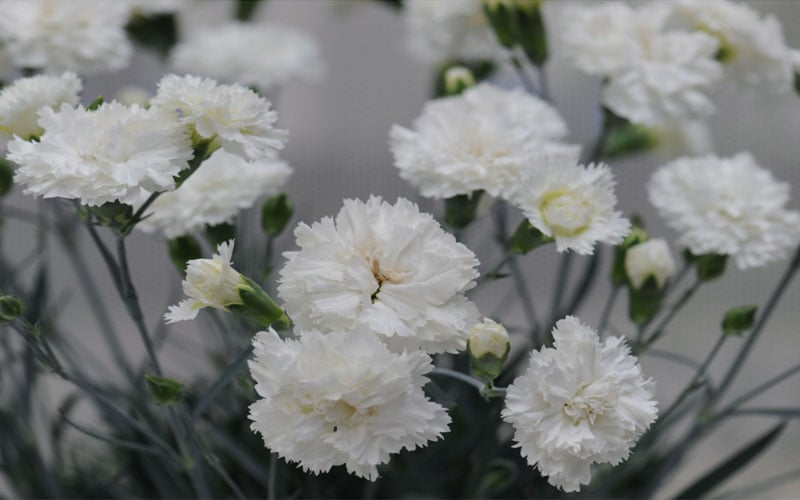  Super Trouper White Dianthus - 5 Pack Of Quart Pots