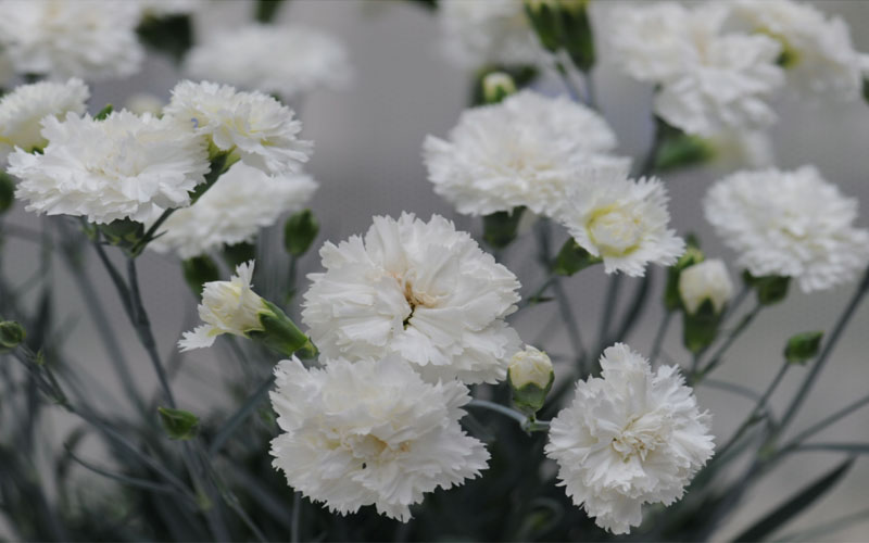  Super Trouper White Dianthus - 5 Pack Of Quart Pots