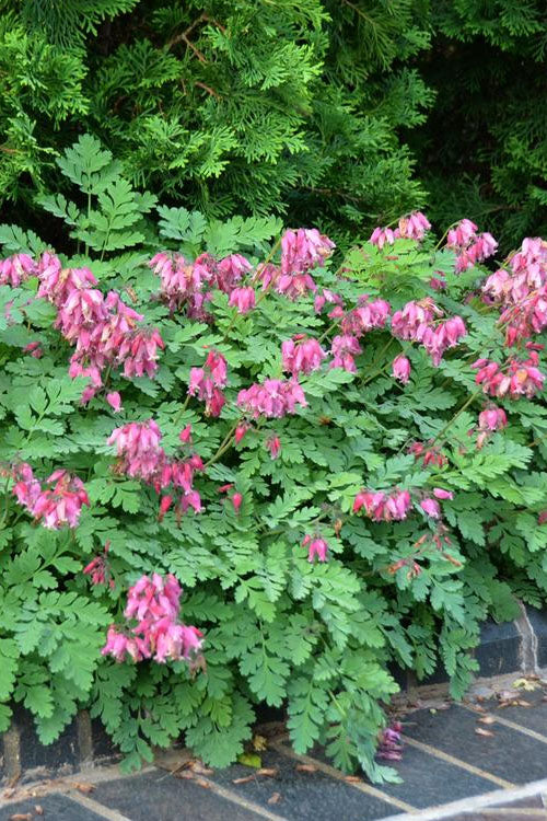  Luxuriant Bleeding Heart - 1 Gallon Pot