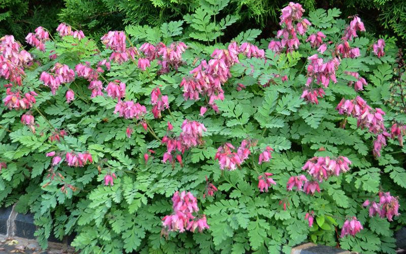  Luxuriant Bleeding Heart - 1 Gallon Pot