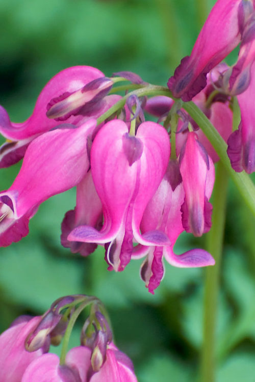  Luxuriant Bleeding Heart - 1 Gallon Pot