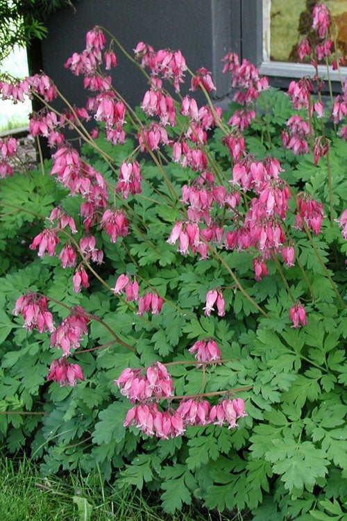  Luxuriant Bleeding Heart - 1 Gallon Pot