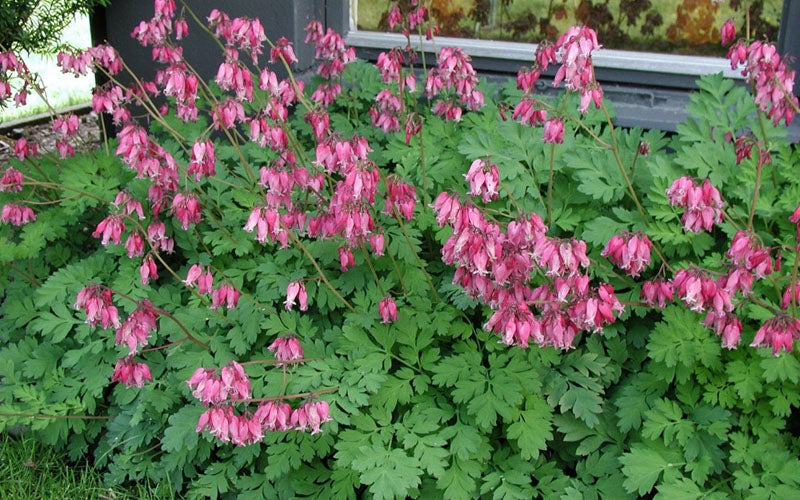  Luxuriant Bleeding Heart - 1 Gallon Pot