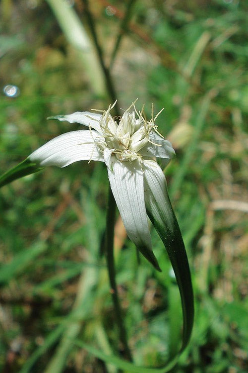 White Star Grass (Dichromena Latifolia) - 6 Pack Of 1 Gallon Pots