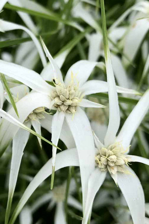  White Star Grass (Dichromena Latifolia) - 6 Pack Of 1 Gallon Pots