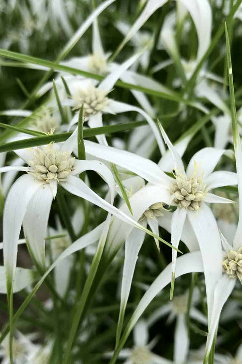  White Star Grass (Dichromena Latifolia) - 8 Pack Of 1 Gallon Pots
