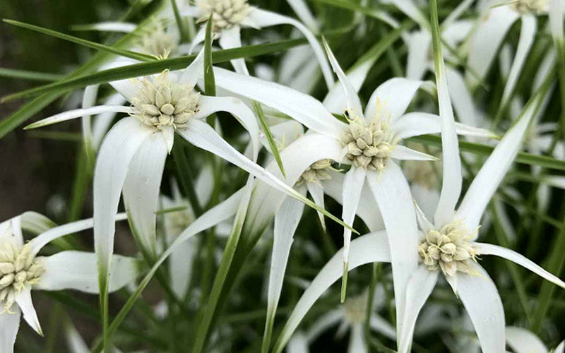  White Star Grass (Dichromena Latifolia) - 6 Pack Of 1 Gallon Pots