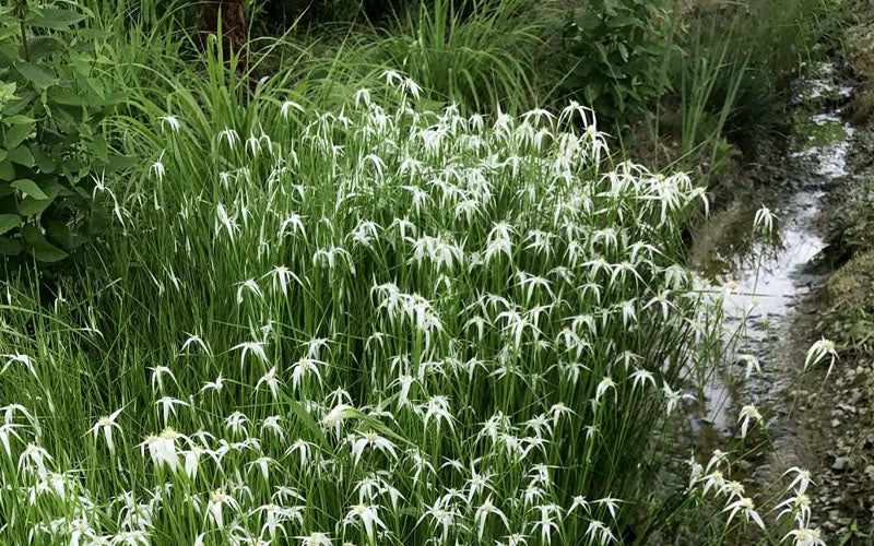  White Star Grass (Dichromena Latifolia) - 6 Pack Of 1 Gallon Pots