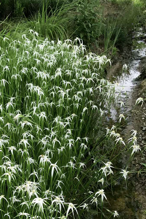  White Star Grass (Dichromena Latifolia) - 6 Pack Of 1 Gallon Pots