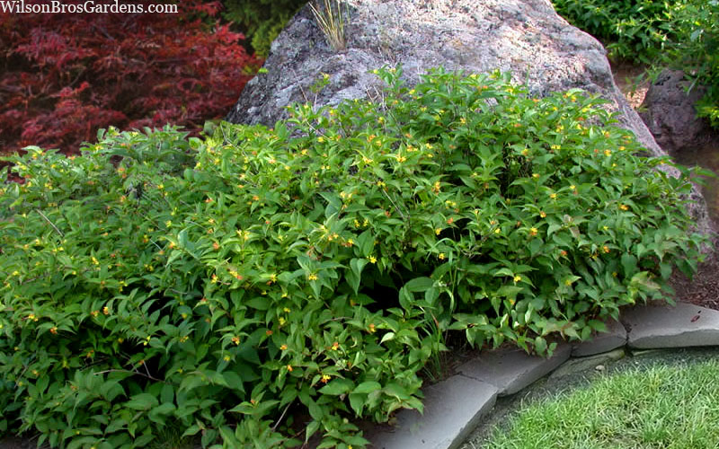  Dwarf Bush Honeysuckle (Diervilla Lonicera) - 1 Gallon Pot