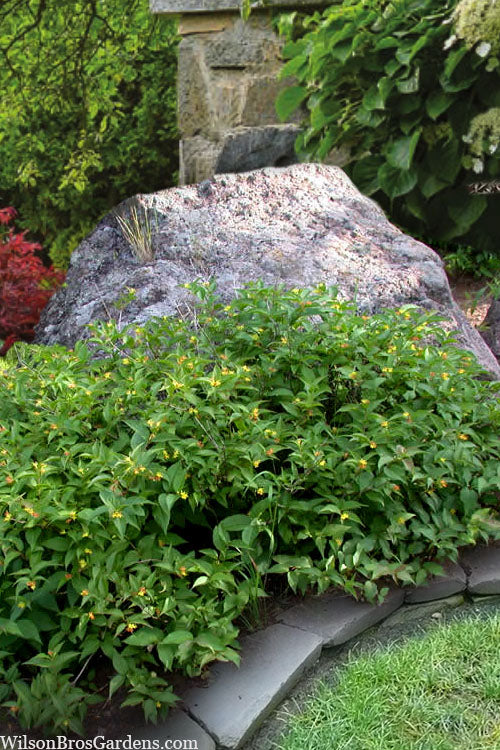  Dwarf Bush Honeysuckle (Diervilla Lonicera) - 1 Gallon Pot